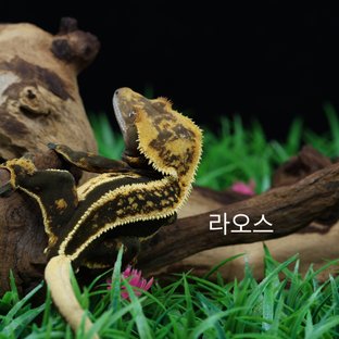 라오스