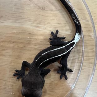 아잔틱 풀핀 블랙
