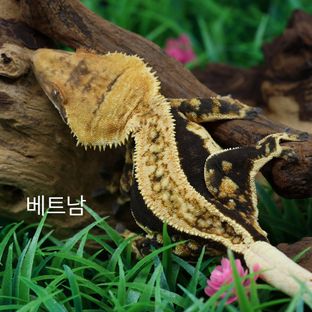 베트남