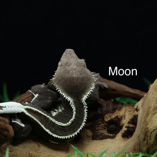 Moon