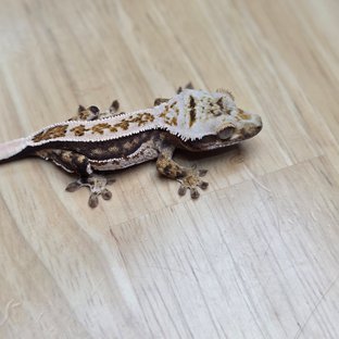 100%헷아잔틱 풀핀