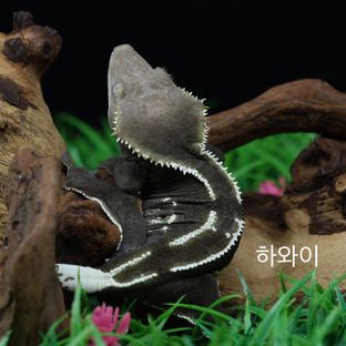 하와이