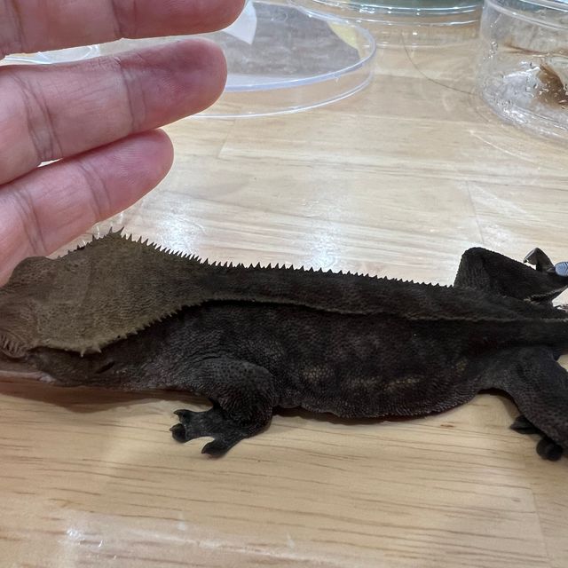 챠콜 알티