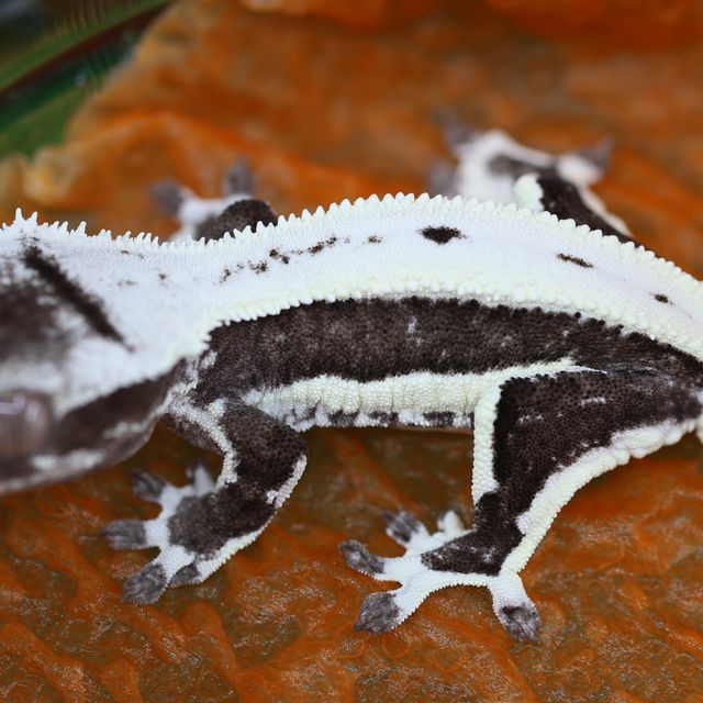 릴잔틱