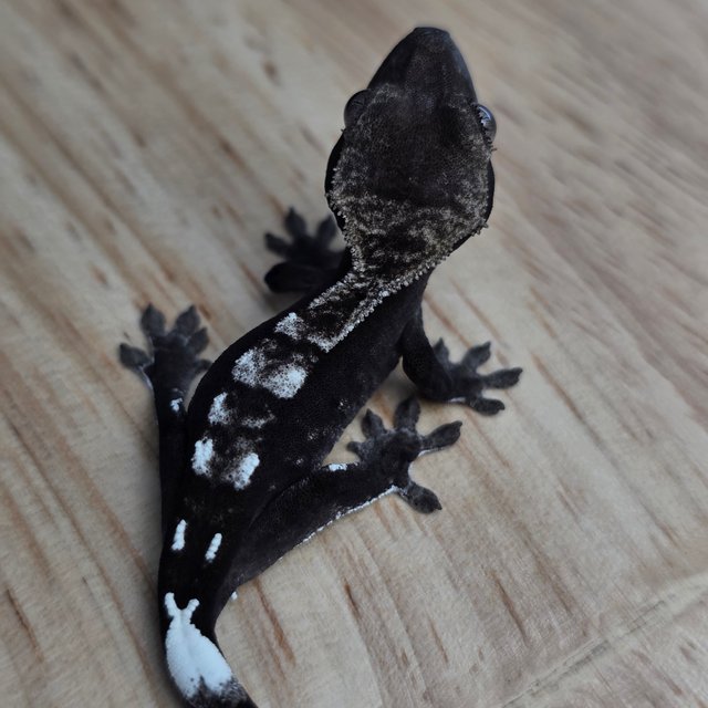 아잔틱 카푸치노