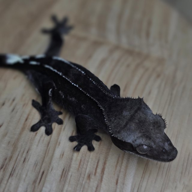 아잔틱 카푸치노