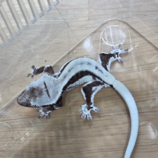 릴잔틱