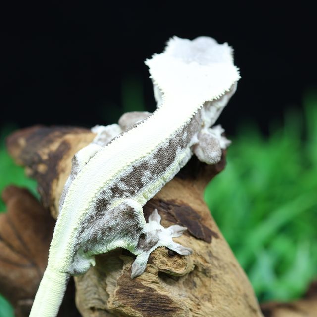 릴잔틱