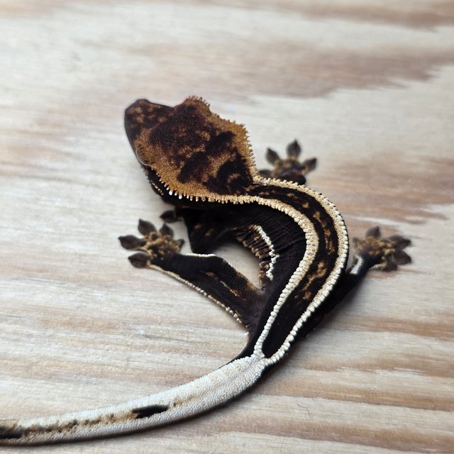 엠티백 슈퍼스트라이프