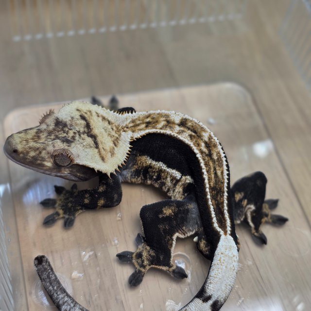 100%헷아잔틱 쿼드 풀핀