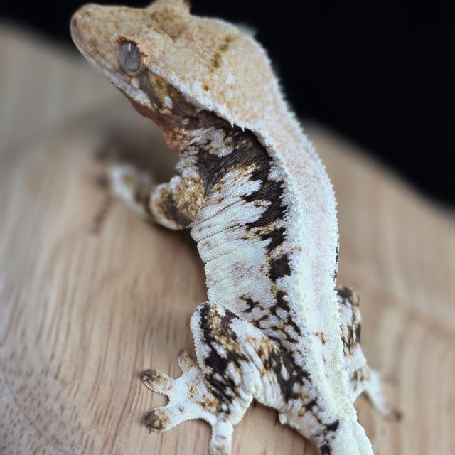 릴리100%헷아잔틱