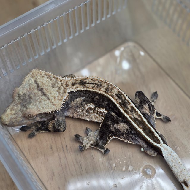 100%헷아잔틱 쿼드 풀핀