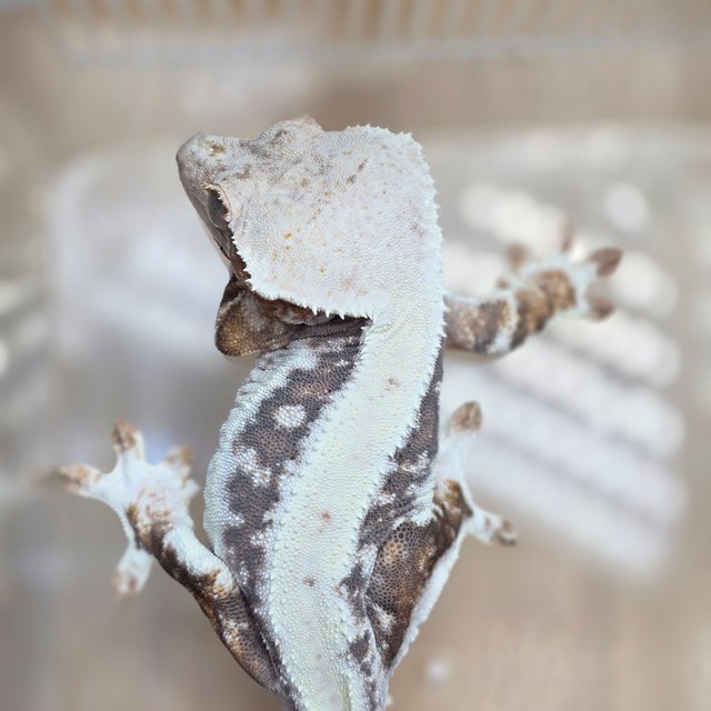 릴리100%헷아잔틱