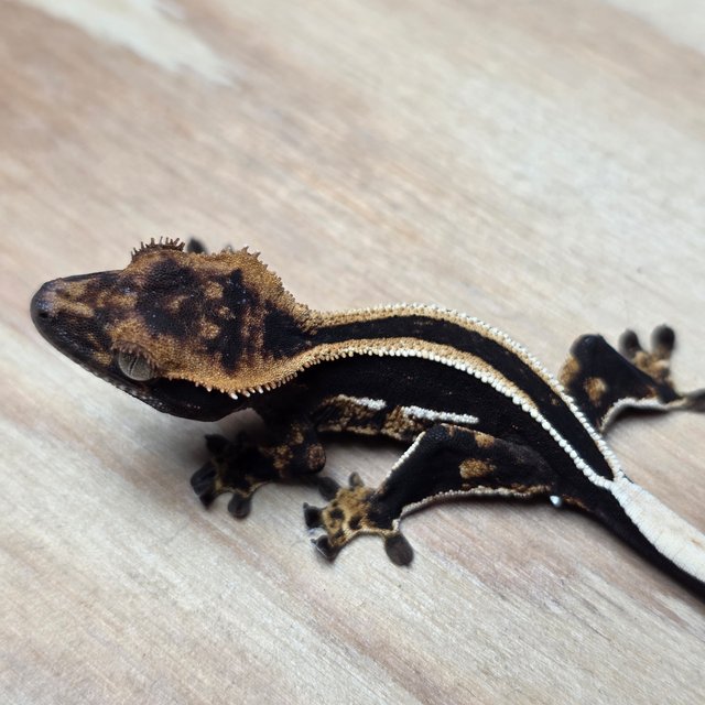 슈퍼스트라이프 엠티백