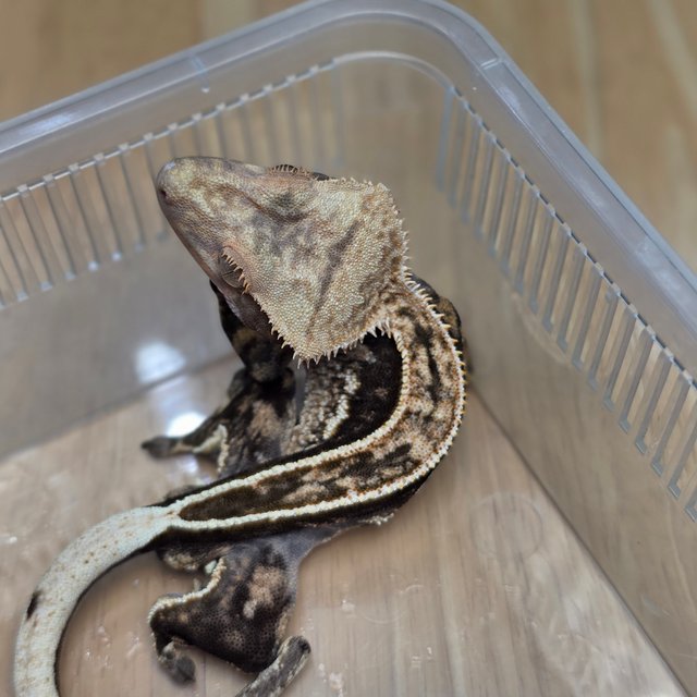 100%헷아잔틱 쿼드 풀핀