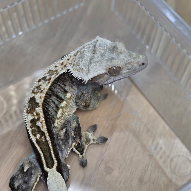 100%헷아잔틱 풀핀