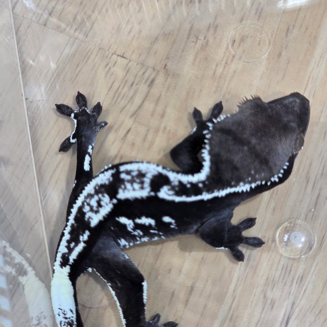 아잔틱