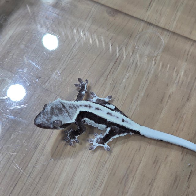 릴잔틱