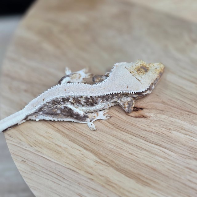 릴리100%헷아잔틱