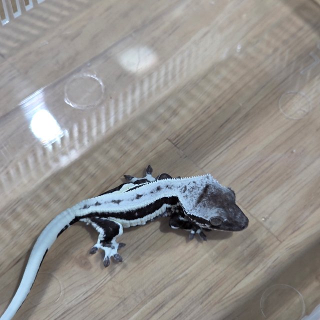 릴잔틱