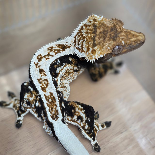 100%헷아잔틱 화이트핀 풀핀