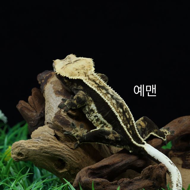 쿼드 풀핀 오닉스