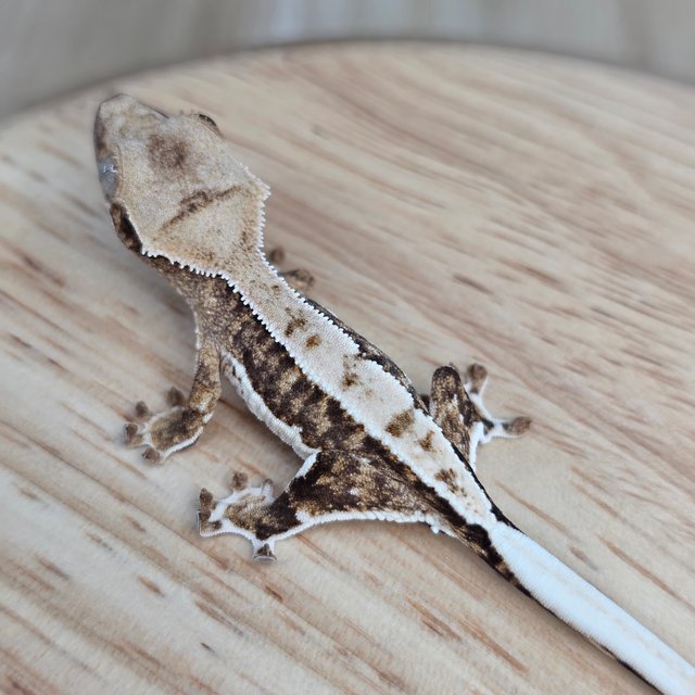 릴리100%헷아잔틱