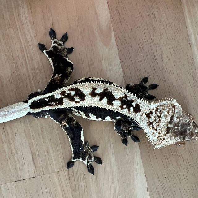 풀핀