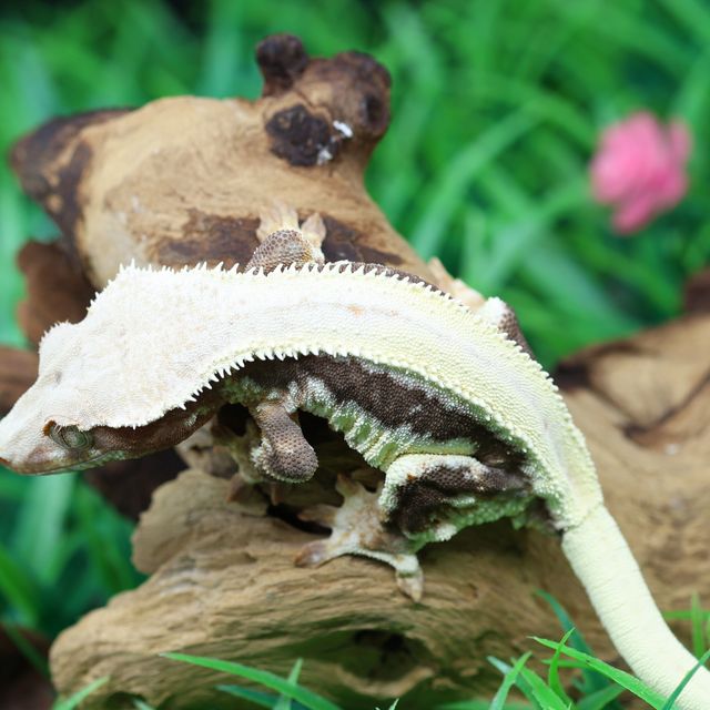 릴리100%헷아잔틱