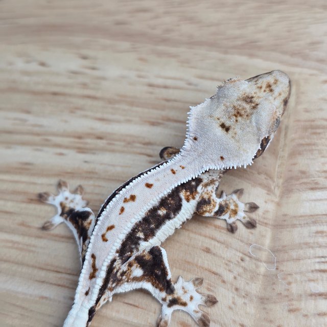 릴리100%헷아잔틱