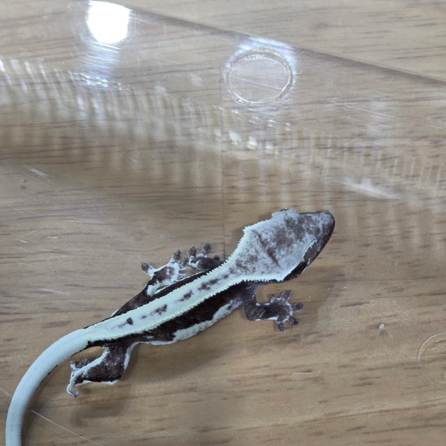 릴잔틱