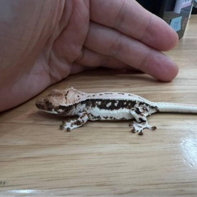 릴리화이트