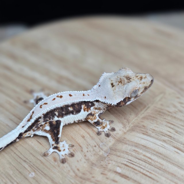 릴리100%헷아잔틱