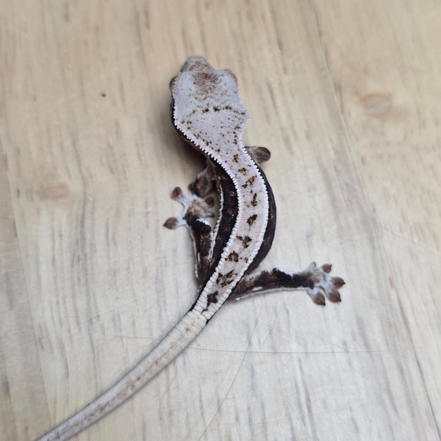 릴리100%헷아잔틱