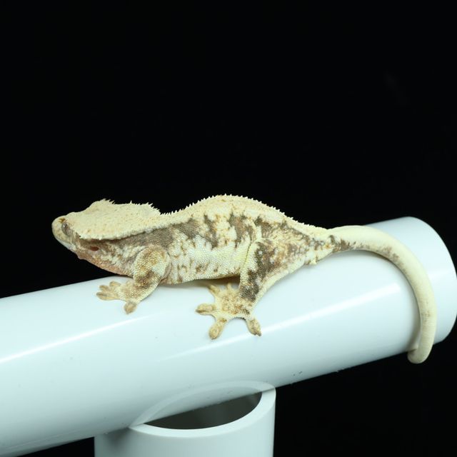 릴리화이트 트라이