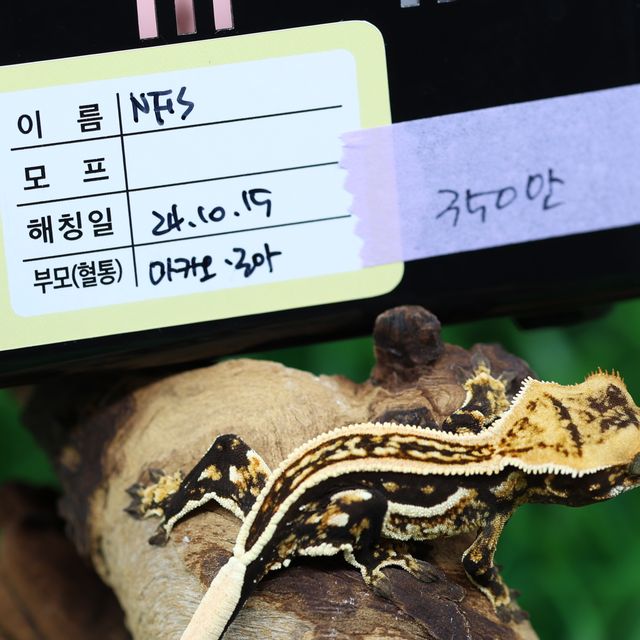 오닉스