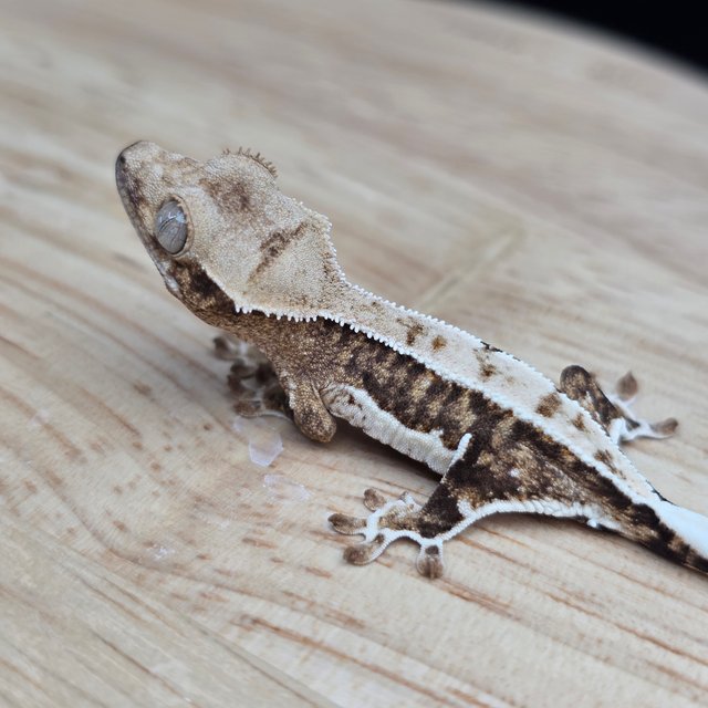 릴리100%헷아잔틱