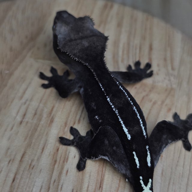 아잔틱 카푸치노