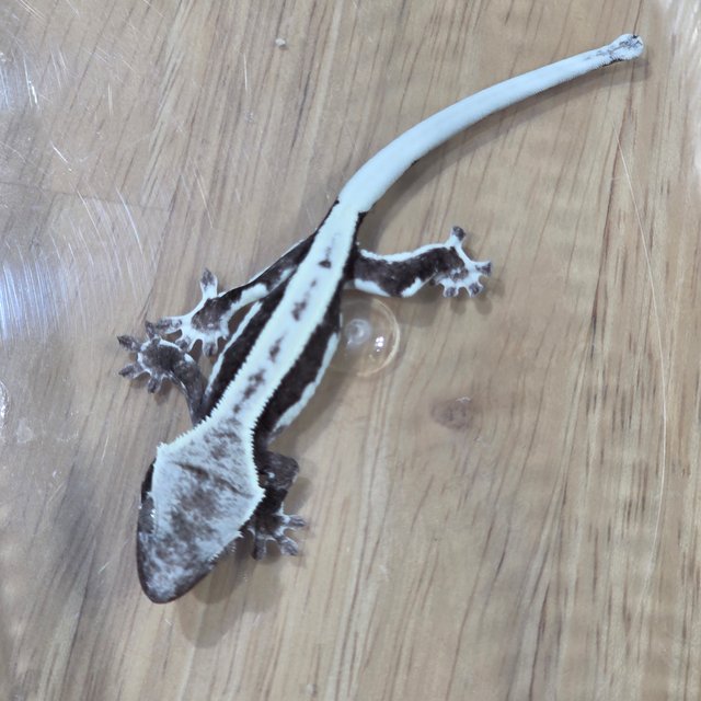 릴잔틱