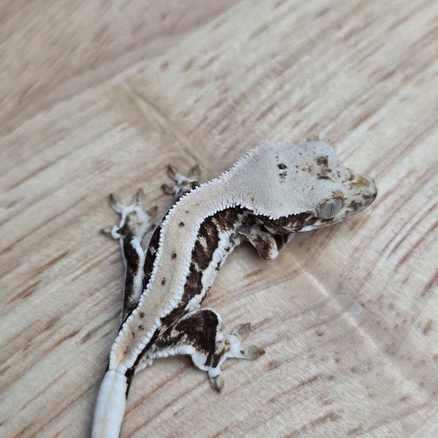 릴리100%헷아잔틱