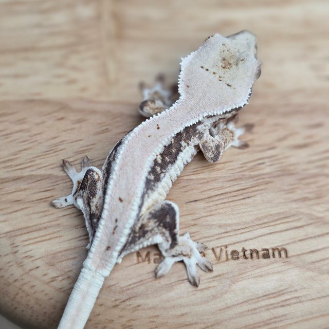 릴리100%헷아잔틱