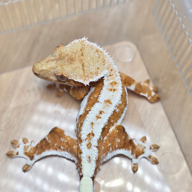 릴리100%헷아잔틱