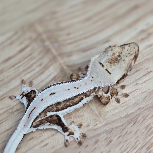 릴리100%헷아잔틱