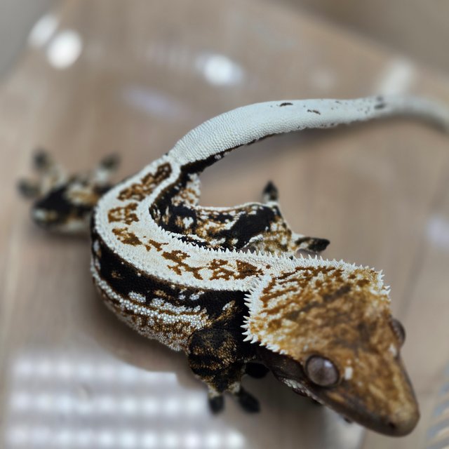 100%헷아잔틱 화이트핀 풀핀