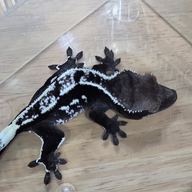 아잔틱