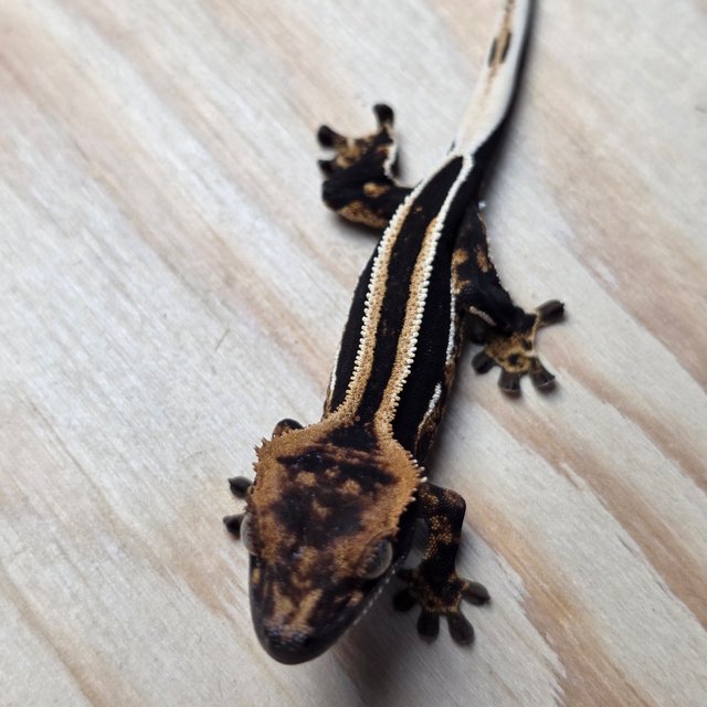 슈퍼스트라이프 엠티백