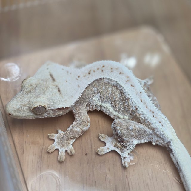 릴리100%헷아잔틱