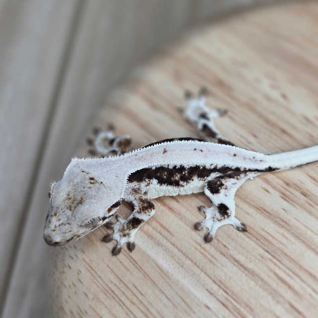 릴리100%헷아잔틱