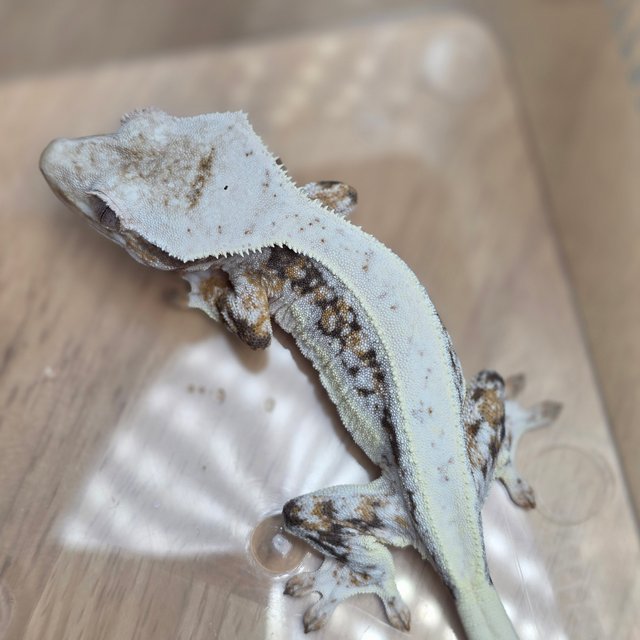 릴리100%헷아잔틱