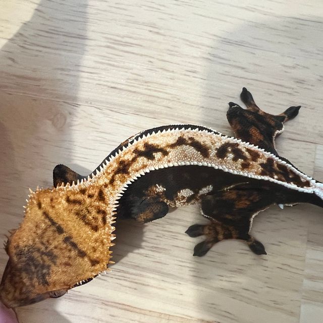 100%헷아잔틱 풀핀
